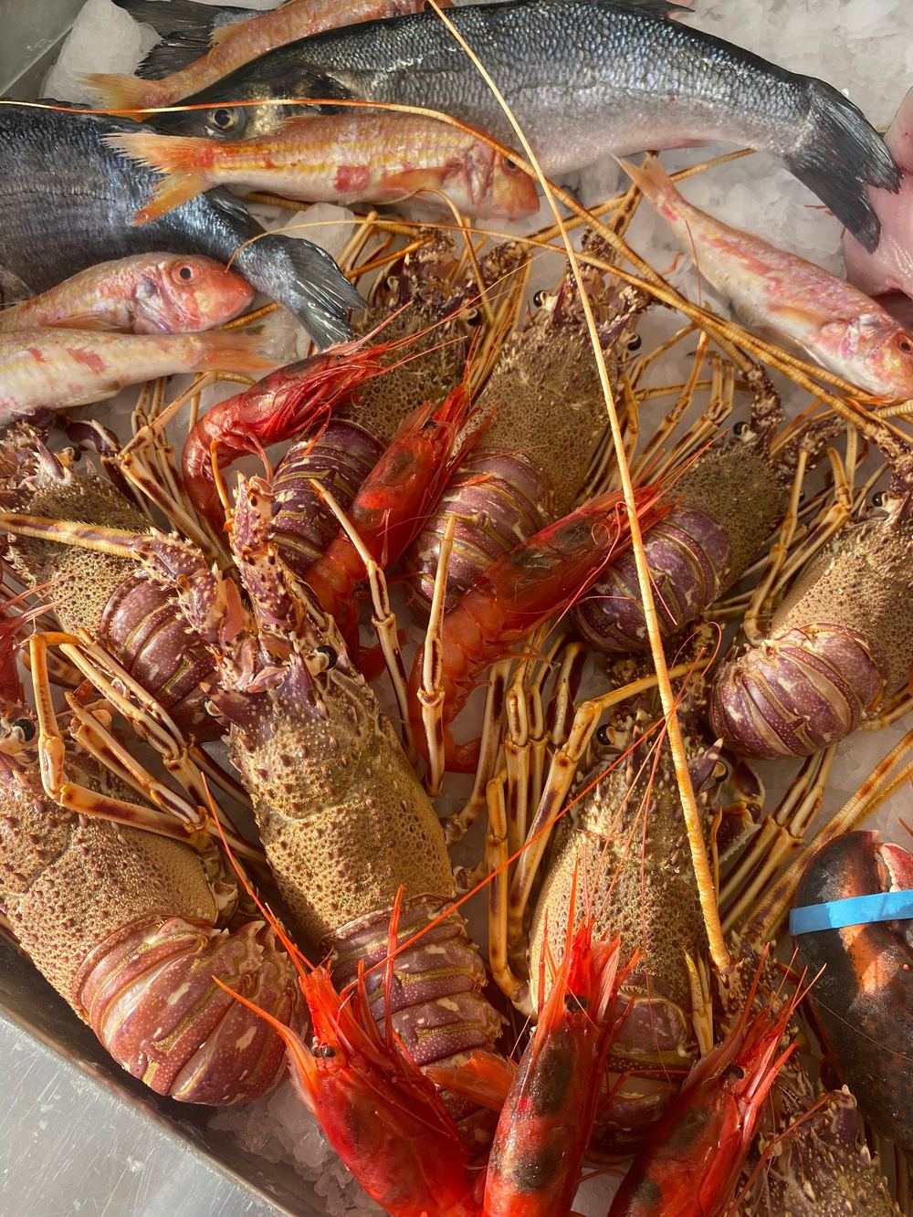 Il pescato del giorno appena arrivato, dentola, triglie e scampi disposti sul ghiaccio